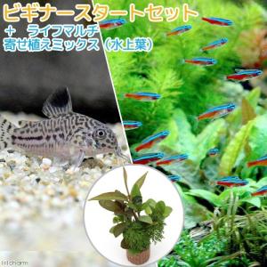 コリドラス 熱帯魚 エビ他 チャーム Charm Paypayモール店 通販 Paypayモール