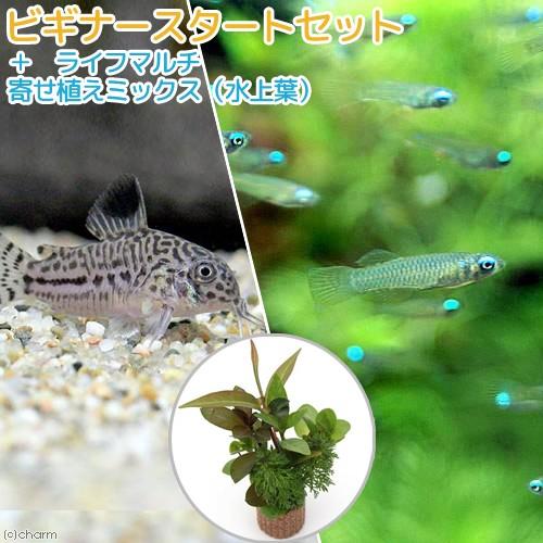 （熱帯魚）（水草）ビギナースタートセット　アフリカン・ランプアイ（１０匹）＋コリドラス・トリリネアー...