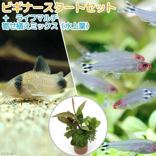 （熱帯魚）（水草）ビギナースタートセット　ラミーノーズ・テトラ（ブリード）（１０匹）＋コリドラス・パ...