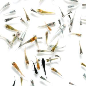 (めだか)無選別 変わりメダカミックス 稚魚(10匹)の商品画像