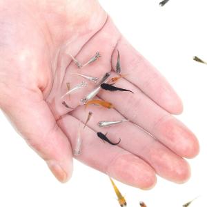(めだか)無選別 変わりメダカミックス 稚魚(...の詳細画像1