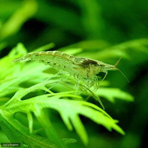 （エビ）アルジー・ライムシュリンプ（２０匹）（＋１割おまけ）