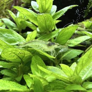 (エビ)アルジー・ライムシュリンプ(20匹)(...の詳細画像1