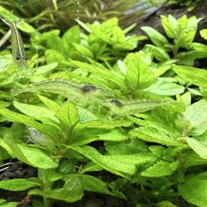 (エビ)アルジー・ライムシュリンプ(20匹)(...の詳細画像2