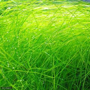 水草）エゾヒルムシロ（水中葉）（無農薬）（5本） : チャーム charm