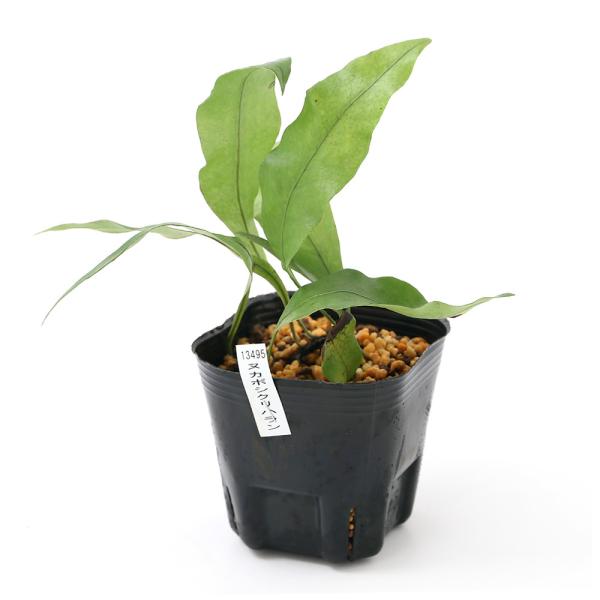 （山野草）シダ（羊歯）ヌカボシクリハラン（糠星栗葉蘭）　３号（１ポット）常緑性多年草