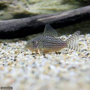 (熱帯魚)(水草)ビギナースタートセット ラミ...の詳細画像1