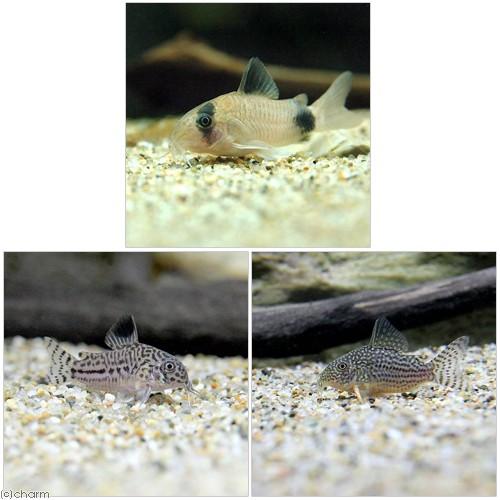 （熱帯魚）コリドラス・３種セット　Ｂセット（３匹）（各種１匹）　北海道・九州航空便要保温