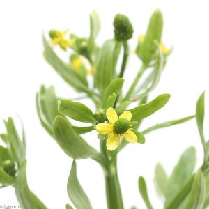 （ビオトープ）水生植物　タガラシ（１ポット）　湿生植物　越年草