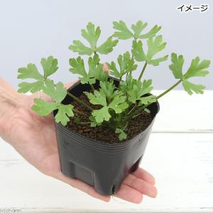 (ビオトープ)水生植物 タガラシ(1ポット) ...の詳細画像1