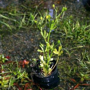 (ビオトープ)水生植物 タガラシ(1ポット) ...の詳細画像2