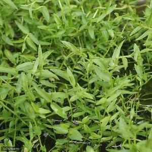 (ビオトープ)水生植物 ミゾカクシ(1ポット)...の詳細画像1