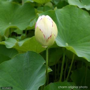 (ビオトープ)蓮 ハス(白〜桃) 天竺斑蓮(テ...の詳細画像1