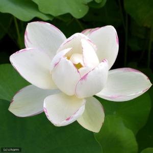 (ビオトープ)蓮 ハス(白〜桃) 天竺斑蓮(テ...の詳細画像2