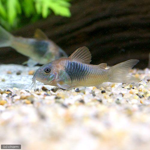 （熱帯魚）コリドラス・ベネズエラオレンジ（３匹）　北海道・九州航空便要保温