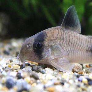 (熱帯魚)コリドラス・パンダ(3匹) 北海道・...の詳細画像1