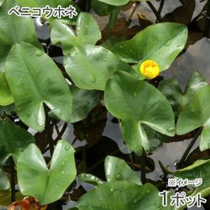 （ビオトープ）水辺植物　河骨　ベニコウホネ（紅河骨）（１ポット）　浮葉植物