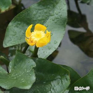 (ビオトープ)水生植物 河骨 ベニコウホネ(紅...の詳細画像1