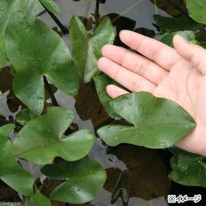 (ビオトープ)水生植物 河骨 ベニコウホネ(紅...の詳細画像2