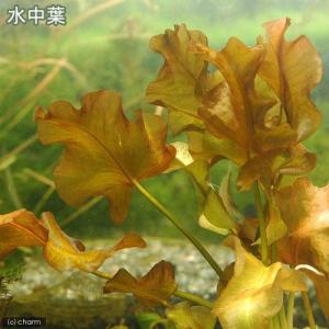 (ビオトープ)水生植物 河骨 ベニコウホネ(紅...の詳細画像3