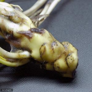 (ビオトープ)水生植物 河骨 ベニコウホネ(紅...の詳細画像4