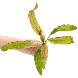 緑系 エキノとその近縁 水草 チャーム Charm Paypayモール店 通販 Paypayモール