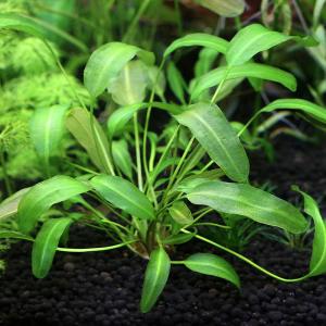 ブセファランドラsp ピンクレディ bucephalandra.sp PinkLady