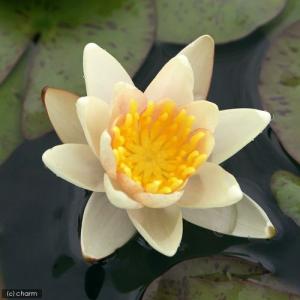 （ビオトープ）睡蓮　温帯性睡蓮（スイレン）（チェンジャブル）　シュース　Ｓｉｏｕｘ　（１ポット）（休眠状態）