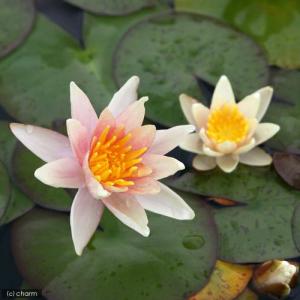 (ビオトープ)睡蓮 温帯性睡蓮(スイレン)(チ...の詳細画像1