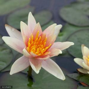 (ビオトープ)睡蓮 温帯性睡蓮(スイレン)(チ...の詳細画像2