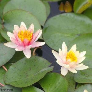 (ビオトープ)睡蓮 温帯性睡蓮(スイレン)(チ...の詳細画像3