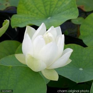 （ビオトープ）蓮　ハス（白）　姫白蓮（ヒメシロハス）小型種（１ポット分）（休眠状態）