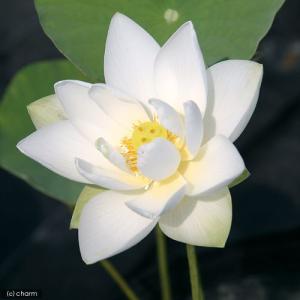 (ビオトープ)蓮 ハス(白) 姫白蓮(ヒメシロ...の詳細画像1