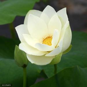 （ビオトープ）蓮　ハス（黄）　黄花蓮（キバナハス）（１ポット分）（休眠状態）