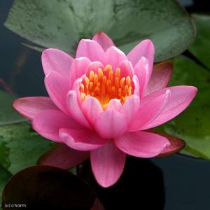 （ビオトープ）睡蓮　温帯性睡蓮（スイレン）（桃）　ファイアークレスト　ＦｉｒｅｃｒｅＳｔ　（１ポット）（休眠状態）