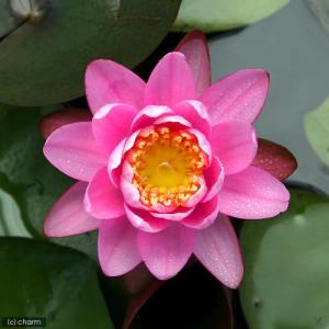 (ビオトープ)睡蓮 温帯性睡蓮(スイレン)(桃...の詳細画像1