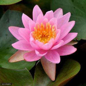 (ビオトープ)睡蓮 温帯性睡蓮(スイレン)(桃...の詳細画像2