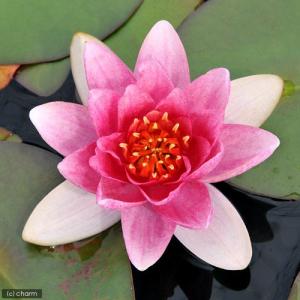 （ビオトープ）睡蓮　温帯性睡蓮（スイレン）（桃）　ファビオラ　Ｆａｂｉｏｌａ　（１ポット）（休眠状態）