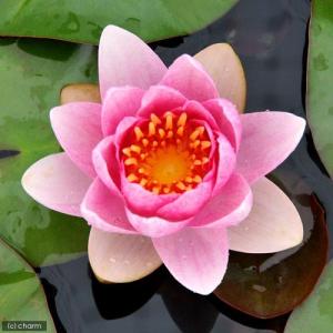 (ビオトープ)睡蓮 温帯性睡蓮(スイレン)(桃...の詳細画像1