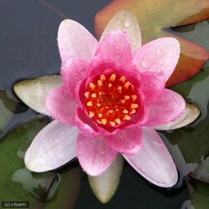 (ビオトープ)睡蓮 温帯性睡蓮(スイレン)(桃...の詳細画像2