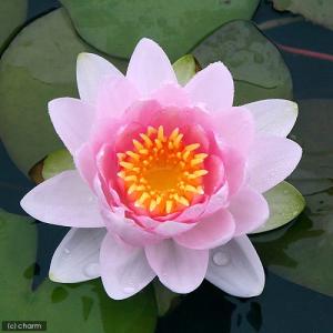 （ビオトープ）睡蓮　温帯性睡蓮（スイレン）（桃）　ホランディア　Ｈｏｌｌａｎｄｉａ　（１ポット）（休眠状態）