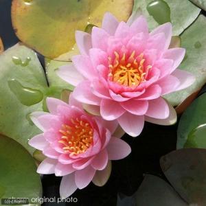 (ビオトープ)睡蓮 温帯性睡蓮(スイレン)(桃...の詳細画像1