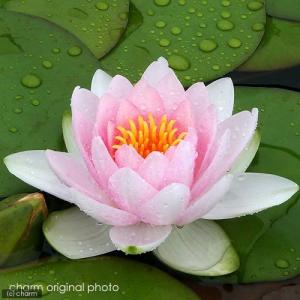 (ビオトープ)睡蓮 温帯性睡蓮(スイレン)(桃...の詳細画像2