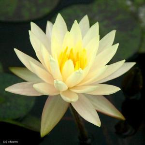 （ビオトープ）睡蓮　温帯性睡蓮（スイレン）（黄）　テキサス・ドーン　ＴｅｘａＳ　Ｄａｗｎ　（１ポット）（休眠状態）