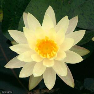 (ビオトープ)睡蓮 温帯性睡蓮(スイレン)(黄...の詳細画像1