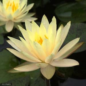 (ビオトープ)睡蓮 温帯性睡蓮(スイレン)(黄...の詳細画像2