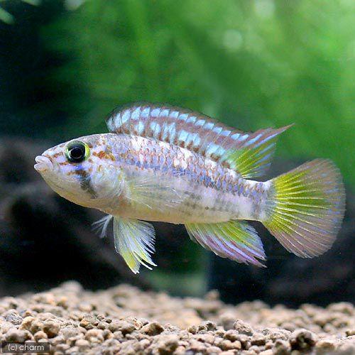 （熱帯魚）アピストグラマｓｐ．パパゲイ（ワイルド）（１ペア）　北海道・九州航空便要保温