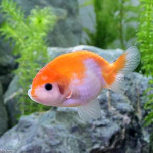 （国産金魚）紅葉らんちゅう（１匹）