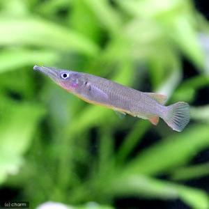 熱帯魚）スカーレットジェム（3匹） 北海道・九州航空便要保温
