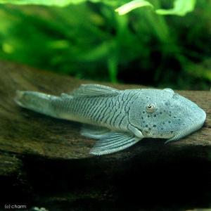 （熱帯魚）ブロンズプレコ（１匹）　北海道・九州航空便要保温
